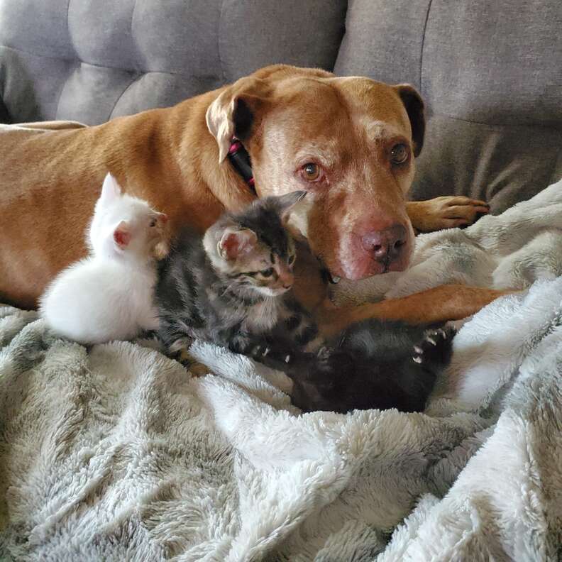 Senior dog cares for foster kittens