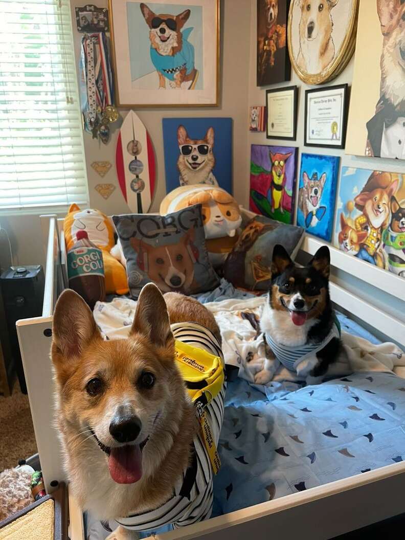 Dog Mom Creates A Room For Her Corgis - The Dodo