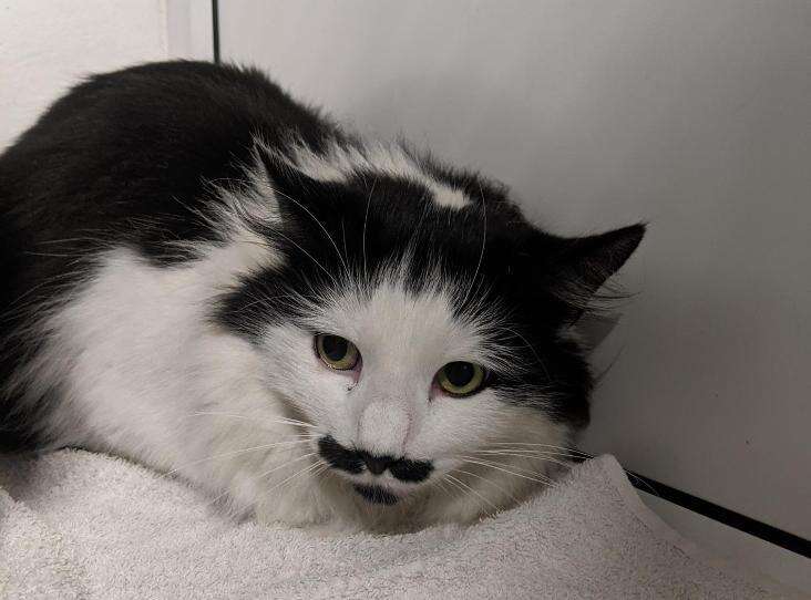 cat with a mustache