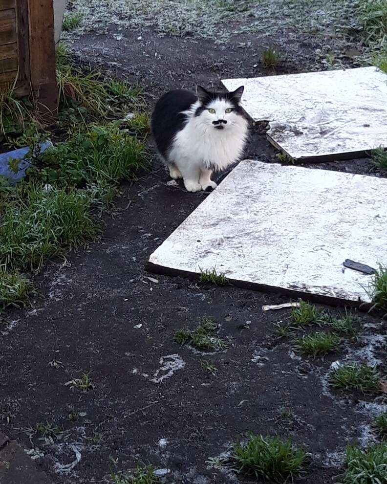 cat with a mustache