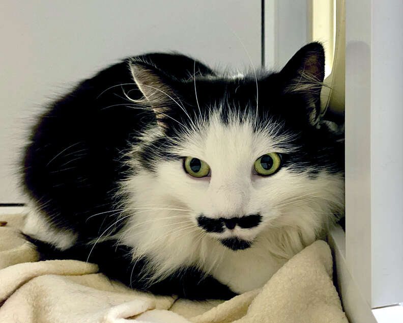 cat with a mustache