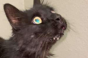 'Werewolf' Cat Needs A Family Who Works From Home