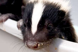 This Is How A Baby Skunk Sprays