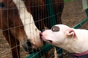 PIttie Scared of Other Dogs Becomes Best Friends with Farm Animals