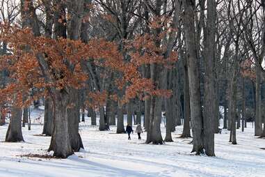 The Morton Arboretum