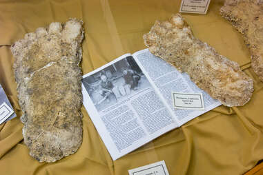 bigfoot footprint casings with a news article