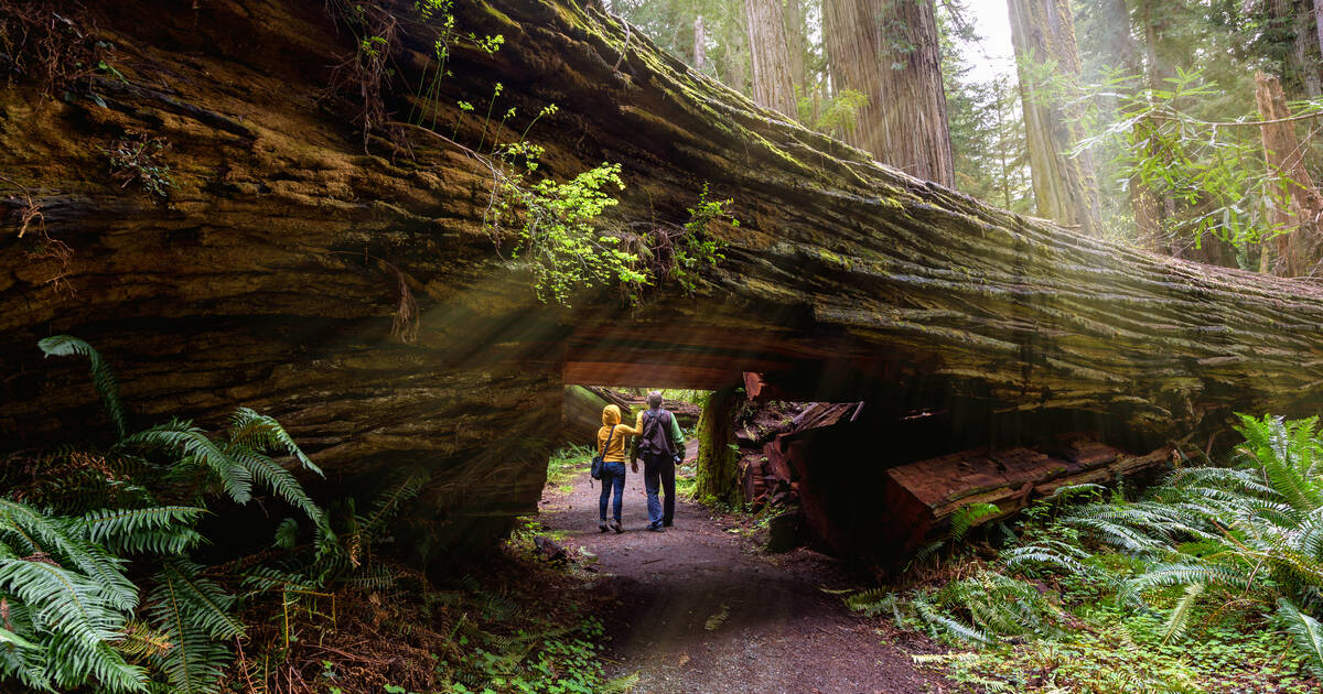 Redwood National Park, California Flatten;crop_down;webp=auto;jpeg_quality=70
