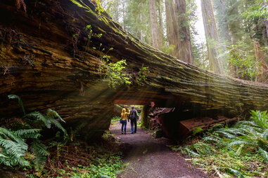people walking through a giant tree