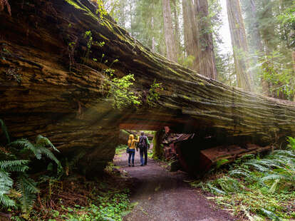 people walking through a hole in a giant tree