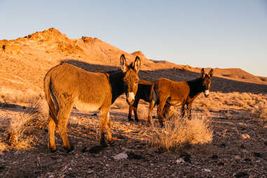 two adorable burros