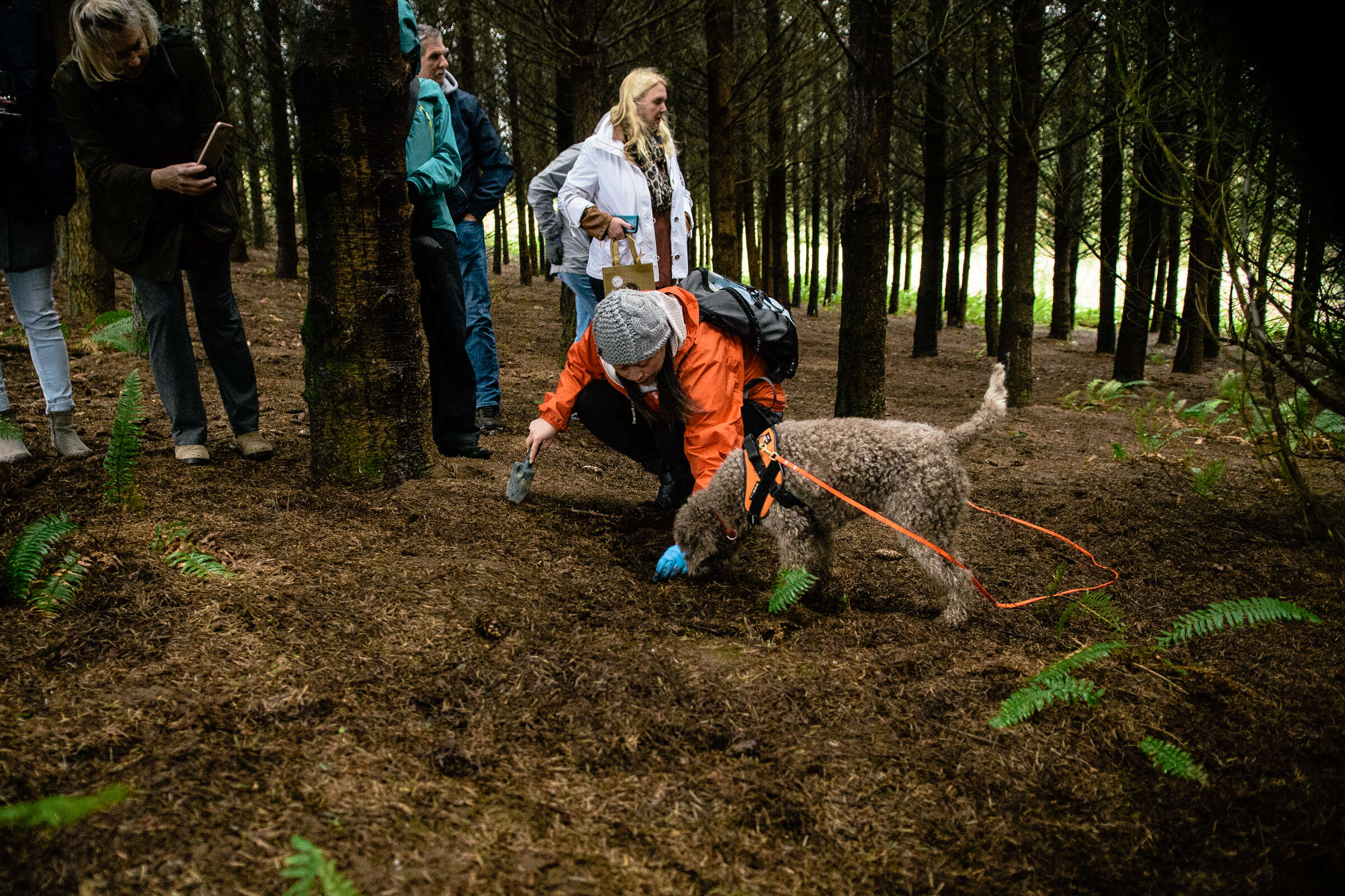 Every Year, This Truffle Festival in Oregon Goes to the Dogs
