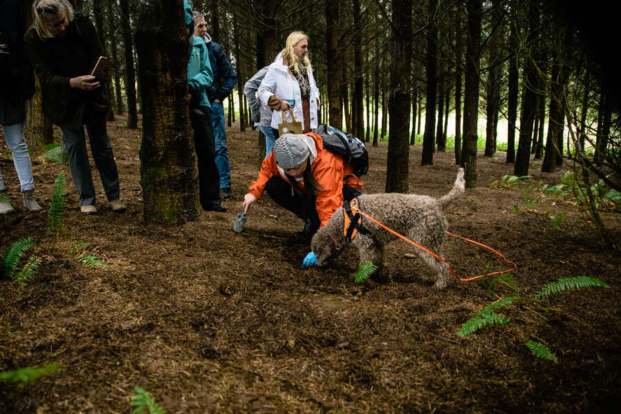 This Truffle Festival in Oregon Goes To the Dogs - Thrillist
