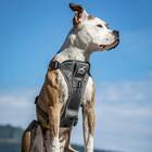 Dog Harness | Tru-Fit Smart Dog Pulling Harness
