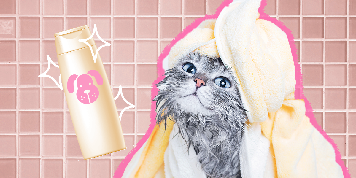 Can I Use Dog Shampoo To Bathe My Cat? - DodoWell - The Dodo