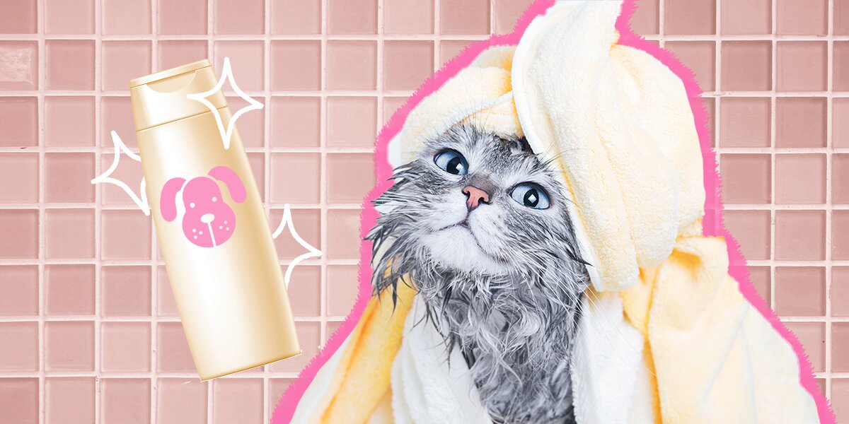 Can i use waterless cat shampoo on my dog best sale