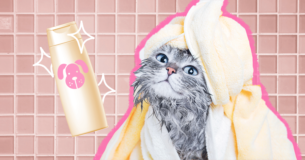 Can You Use Puppy Shampoo on Cats: Expert Advice & Tips