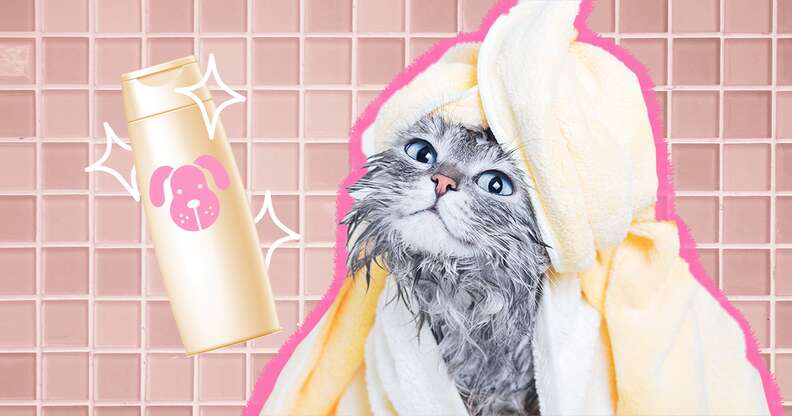 Shampoo top the cat