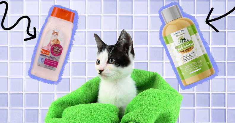 Best human best sale shampoo for cats