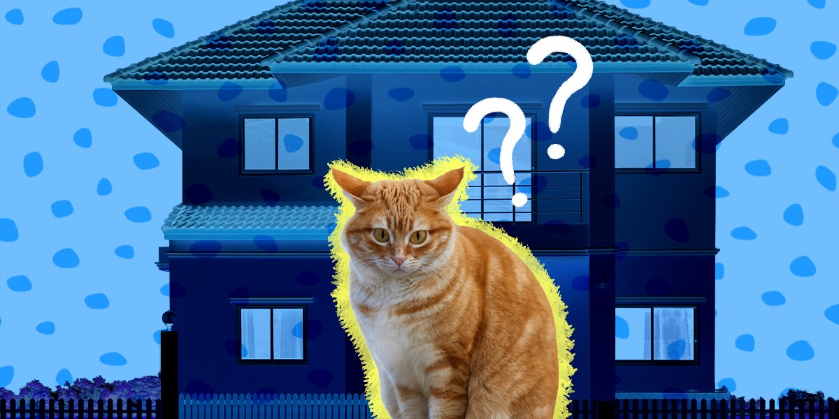 Bringing another cat 2024 in the house