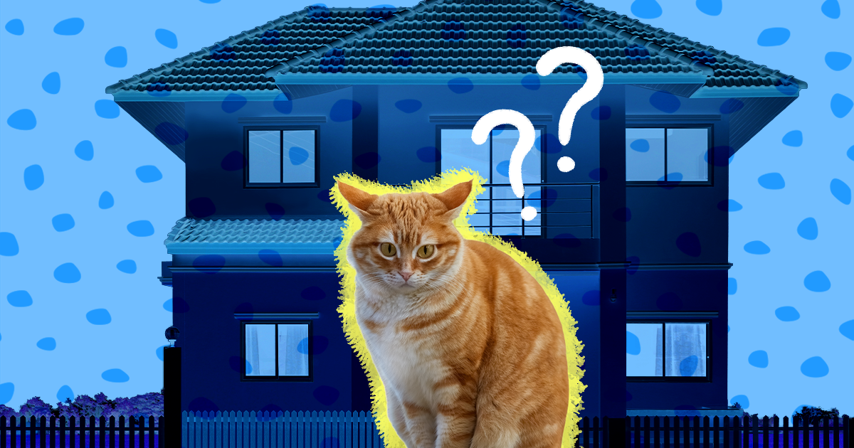 How to introduce a cat sale to new home