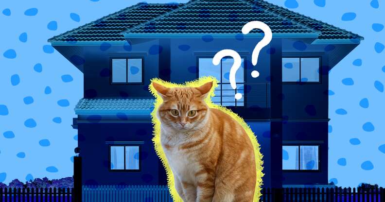 How To Introduce A Cat To Your Home According To Experts