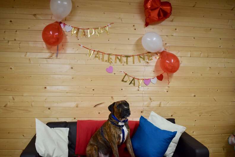 dog valentine's day party