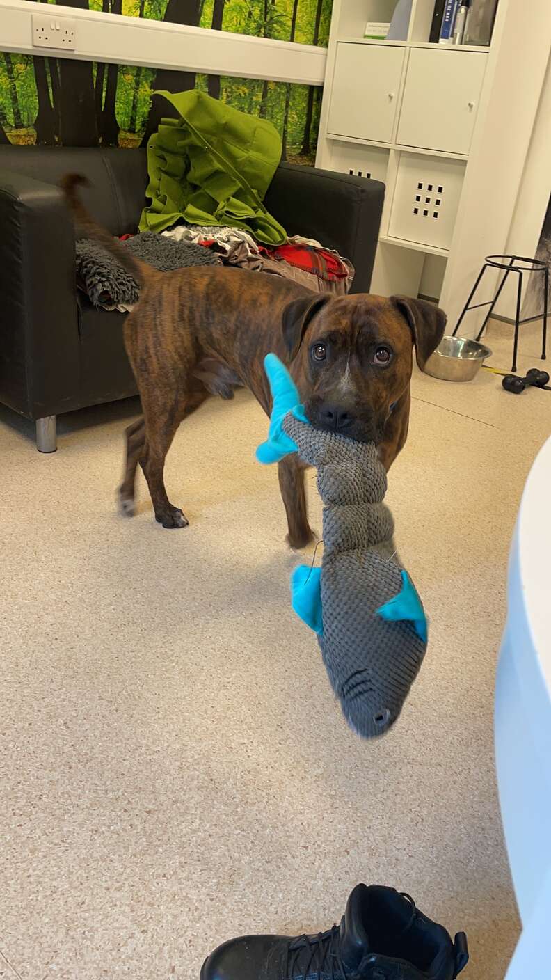 shy dog with toy