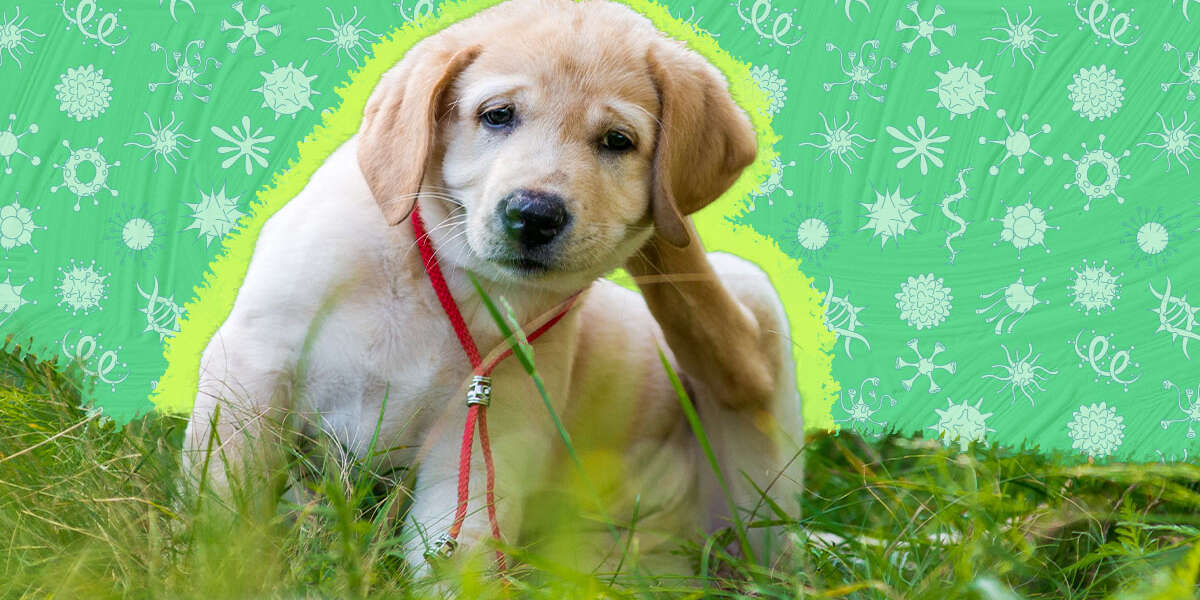 Seasonal Allergies In Dogs Symptoms And Treatments DodoWell The Dodo