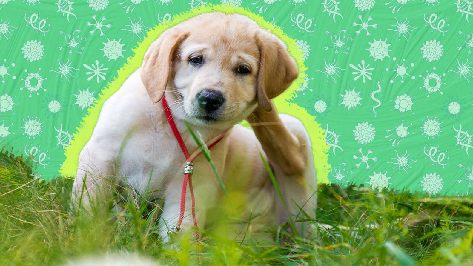 Seasonal Allergies In Dogs Symptoms And Treatments DodoWell The Dodo seasonal-allergies-in-dogs-symptoms-and-treatments-dodowell-the-dodo