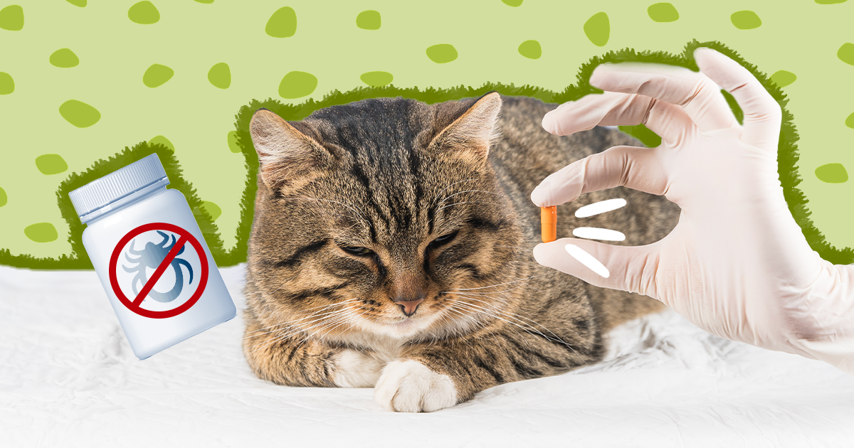 Oral flea clearance tick for cats