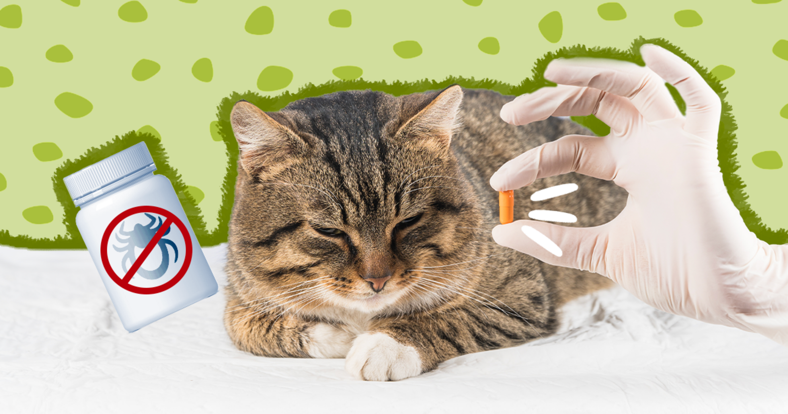 Tick Prevention For Cats: How To Protect Your Pet, According To A Vet ...