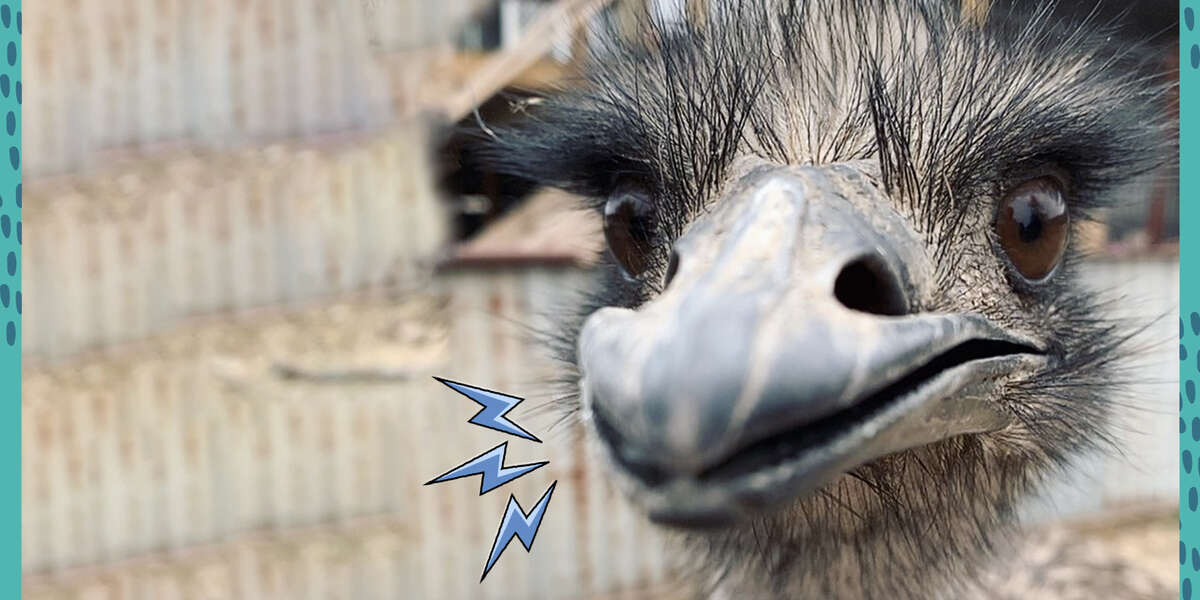 Ernie The Dancing Emu Has The Hoppiest Best Friends - Videos - The Dodo
