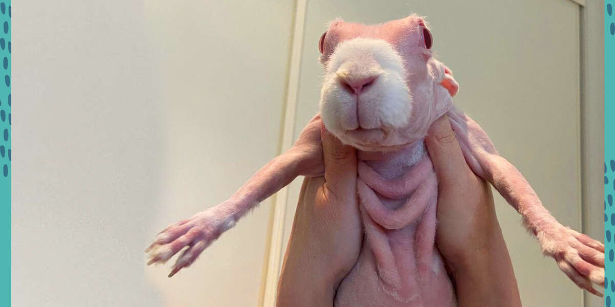 Hairless Rabbit Has A Hundred Cozy Sweaters To Show You - Videos - The Dodo
