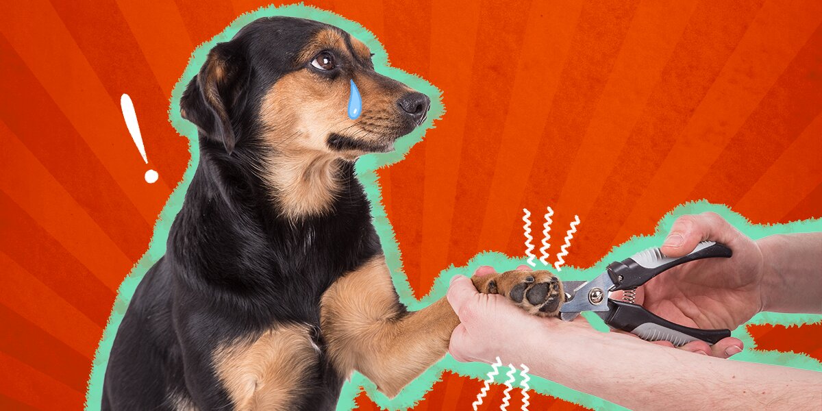 Dog nail clotting powder clearance