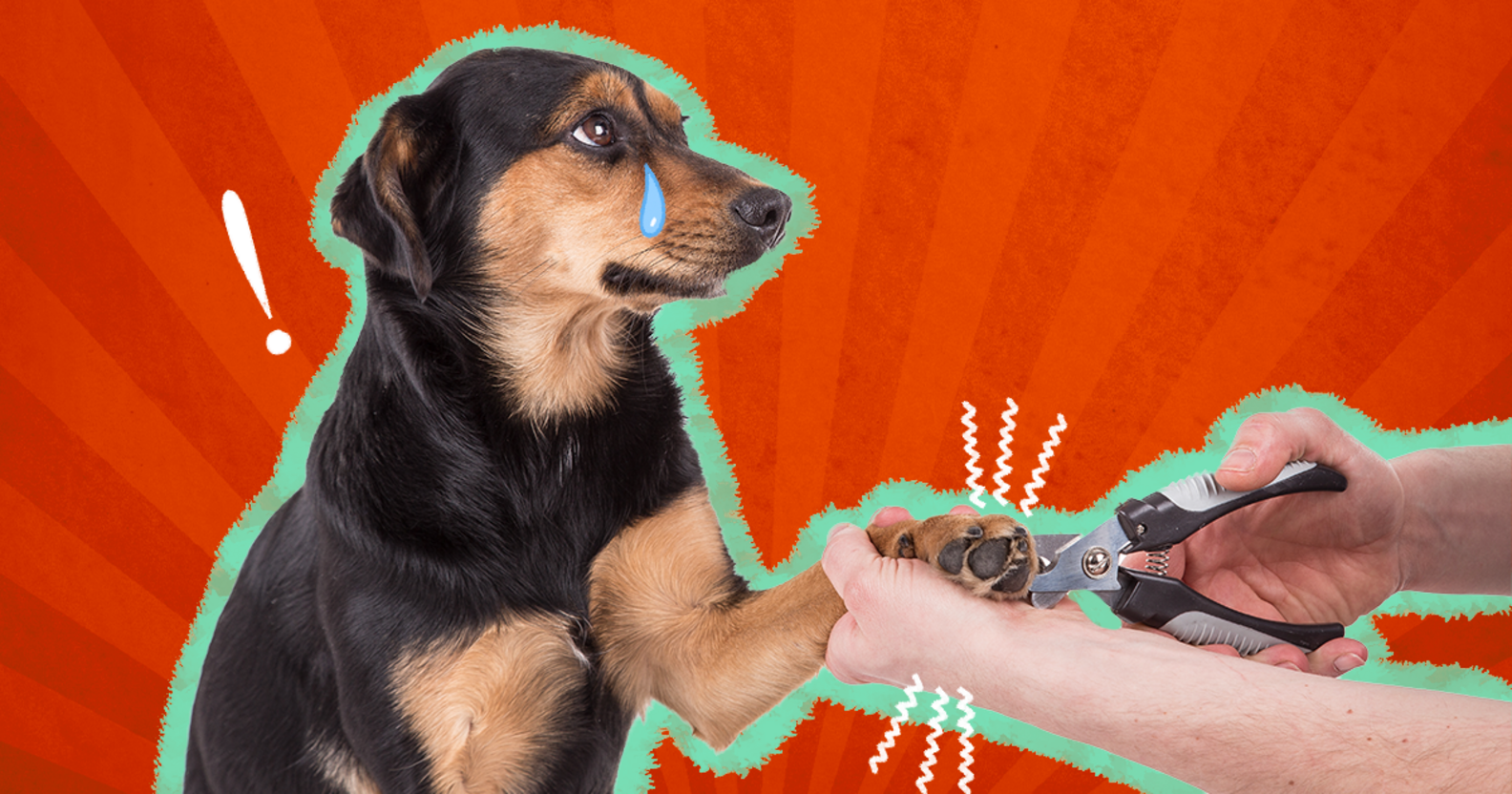 How To Stop A Dog’s Nail From Bleeding DodoWell The Dodo