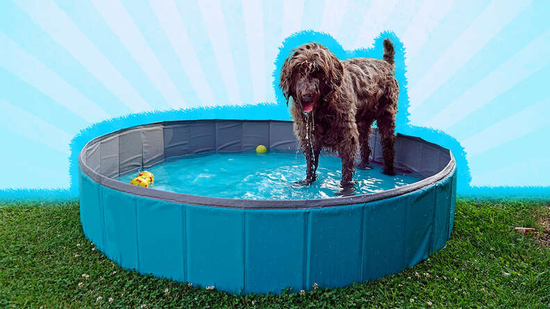 dog standing in kiddie pool