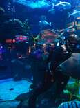 silverton aquarium 