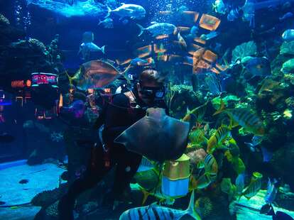 silverton aquarium 