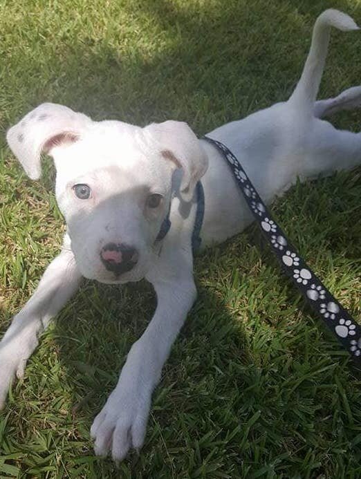 cleo pro dog harness