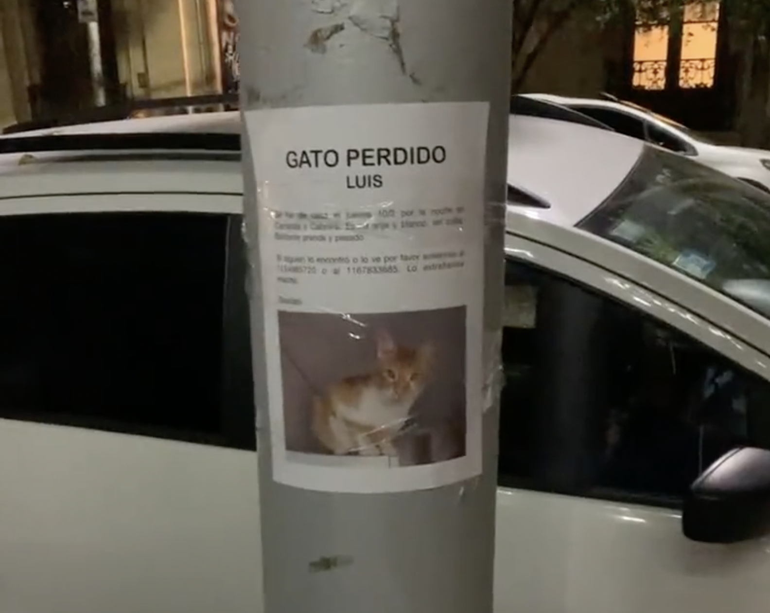Нашелся кот