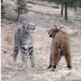 Trail Camera Captures The Magic Moment Two Bobcats Fall In Love