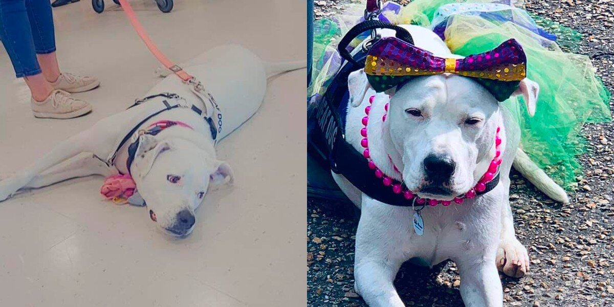Sweet Dog Who's Been To Over 30 Adoption Events Still Holds Out Hope For A Family