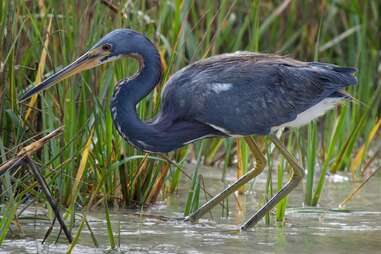 Hilton Head Island Audubon Society