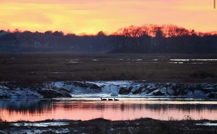 hidden animal photo