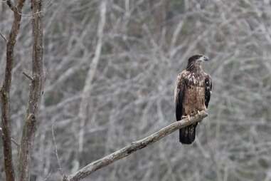 Hoosier National Forest