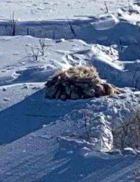 Matted dog stuck in snowy ditch