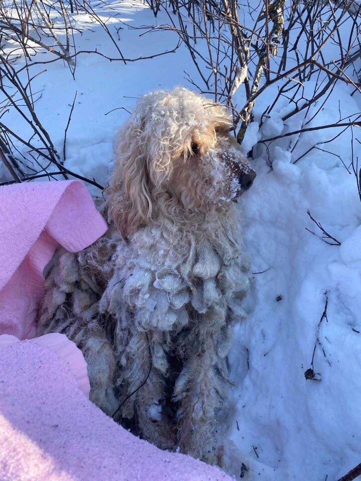 Rescuers try to free dog stuck in blizzard