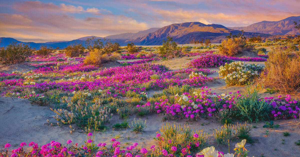 10 spectacular spots for wildflowers