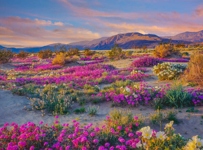 10 Places to See Wildflowers in the West - The New York Times