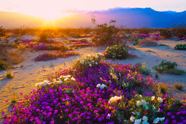 Anza-Borrego Desert State Park